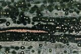 Polished Orbicular Ocean Jasper Slab - Madagascar #379347-1